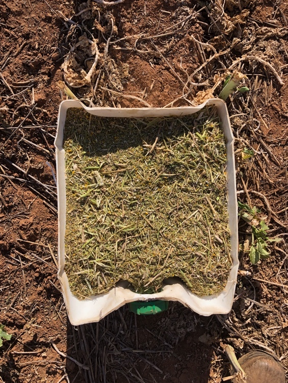 350mt Canola Hay 600kg + 8x4x3 Bales