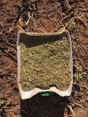 350mt Canola Hay 600kg + 8x4x3 Bales