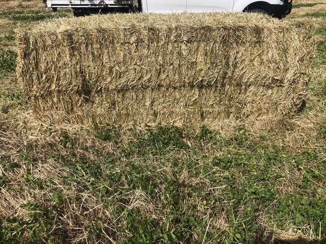 Clover & Rye Hay 550kg 8x4x3 Bales