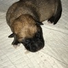 German Shepherd x puppies looking for forever homes