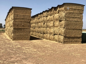 Lucerne Hay - Organic In-Conversion