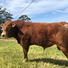 Stud Limousin Bulls