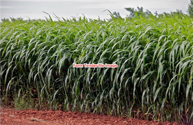 Forage Sorghum Seed