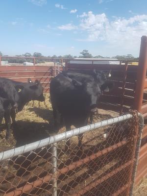 6 Angus Heifers ready to Join 
