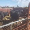 6 Angus Heifers ready to Join 
