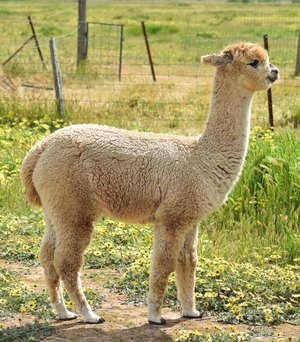 Weaned Female - IAR registered Wimmera Skies Pink Champagne - SMF