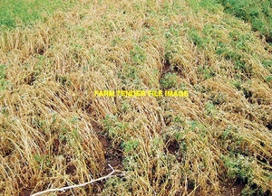 Lentil Hay 720kg 8x4x3 Bales