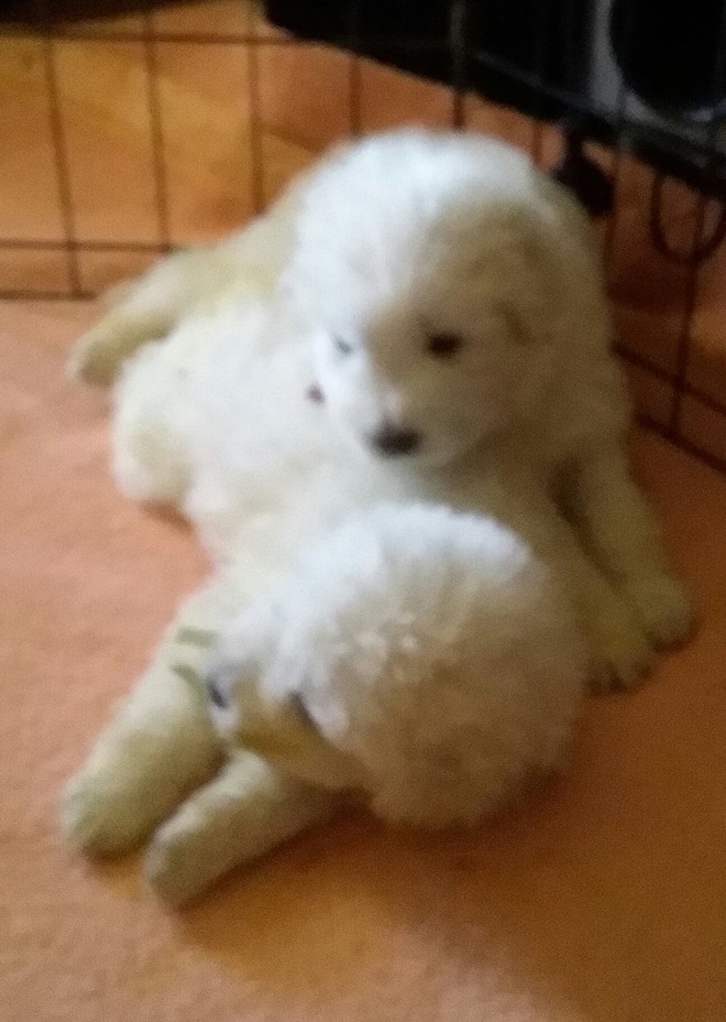 Maremma Livestock Guardian Puppies