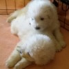 Maremma Livestock Guardian Puppies