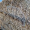 Barley Straw Ex Farm 582kg Bales