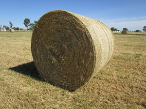 Rye Grass hay