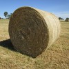 Rye Grass hay