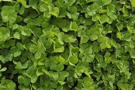 Bindoon Sub Clover