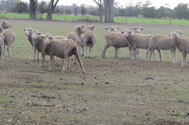 Merino Ewes SIL (111 ewes)