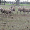 Merino Ewes SIL (111 ewes)