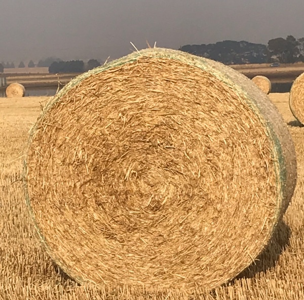 barley straw