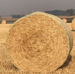barley straw