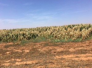EOI in 42ha of Standing Corn Silage
