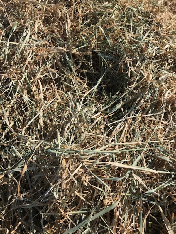 Pasture Hay - quality test included