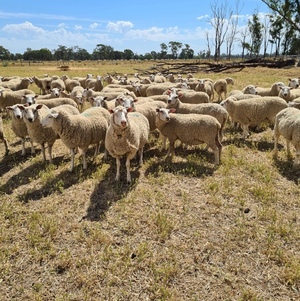 Station Mated Primeline Ewes