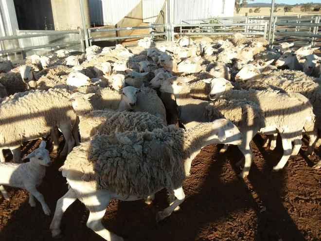White dorper ewes