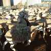 White dorper ewes