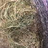 300 x Shaftal Clover & Rye 5x4 Rolls