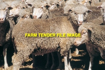 WANTED LICE-INFESTED MERINO SHEEP FOR LICE EFFICACY TRIALS