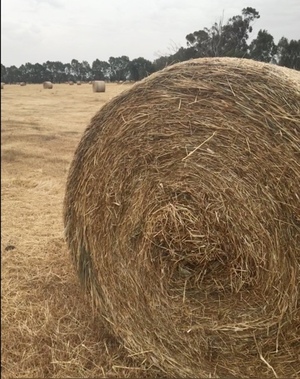 Pasture Hay Rolls 200 Rounds