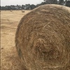 Pasture Hay Rolls 200 Rounds