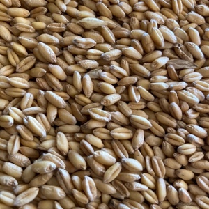 20mt Ford Wheat - Beardless / Awnless (Bulk or Bulka Bags)