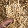 Barley Straw