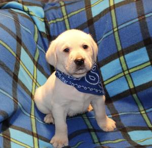 Excellent  Labrador  Retriever Puppies