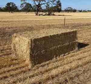 Windrowed Wheaten Straw