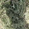 Lucerne 1st cut Hay 8x4x3 Bales
