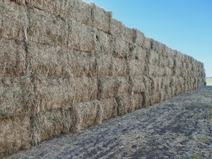 2 x B Doubles 128 Bales New Seasons Oaten Hay 8x4x3 Bales