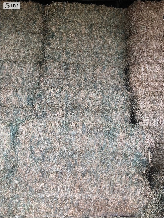 Wheaten Hay 4 B Double loads