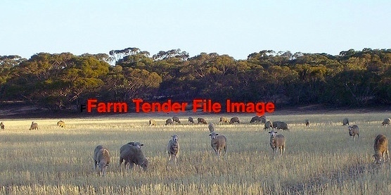 Stubbles for 1000 lambs 