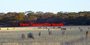 Stubbles for 1000 lambs