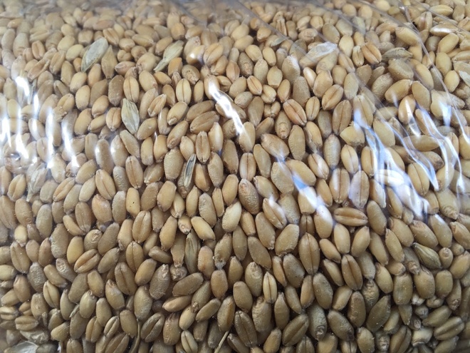 ASW Wheat  On-Farm