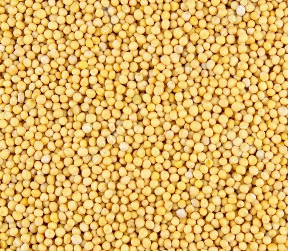 12mt Feed Juncea Canola