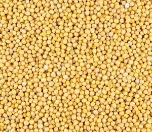 12mt Feed Juncea Canola