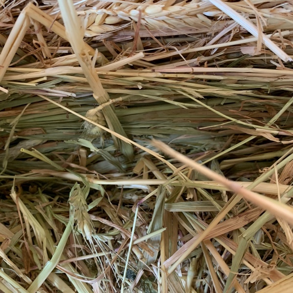 Hay wheaten rye rolls 
