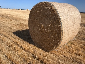 200 Barley straw 350kgs 5x4 rounds