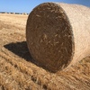 200 Barley straw 350kgs 5x4 rounds