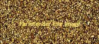 Shiroie millet 