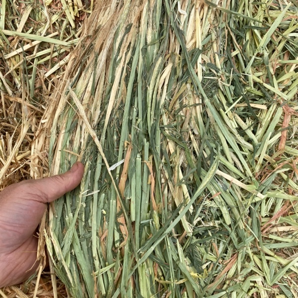 Cereal hay