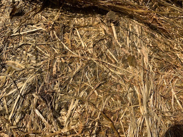 Ryegrass clover silage 550kg