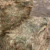 High Protein Cereal hay