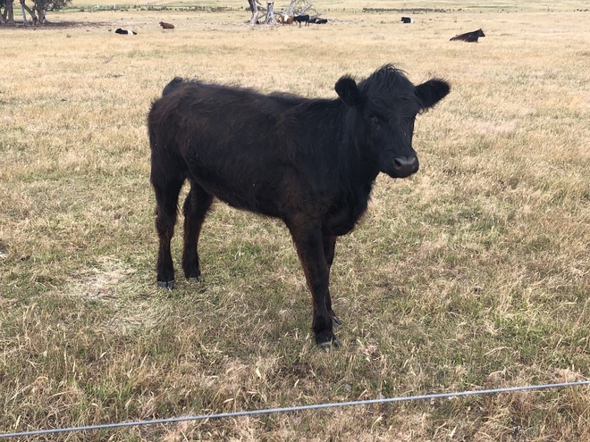 Mixed Herd of Beef and Beef x Dairy